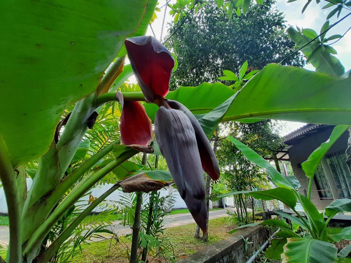Mass Eco Cabana Yoga & Spa - Unawatuna Exteriér fotografie